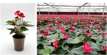 广州市人民政府门户网站 广州花卉研究中心育成的两个红掌新品种已获新品种权授权公示